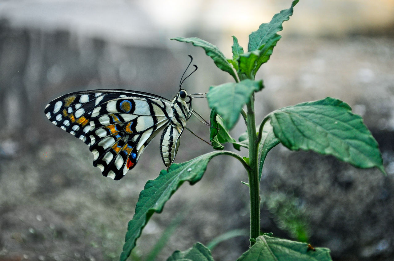 Close-up of butterfly on leaf