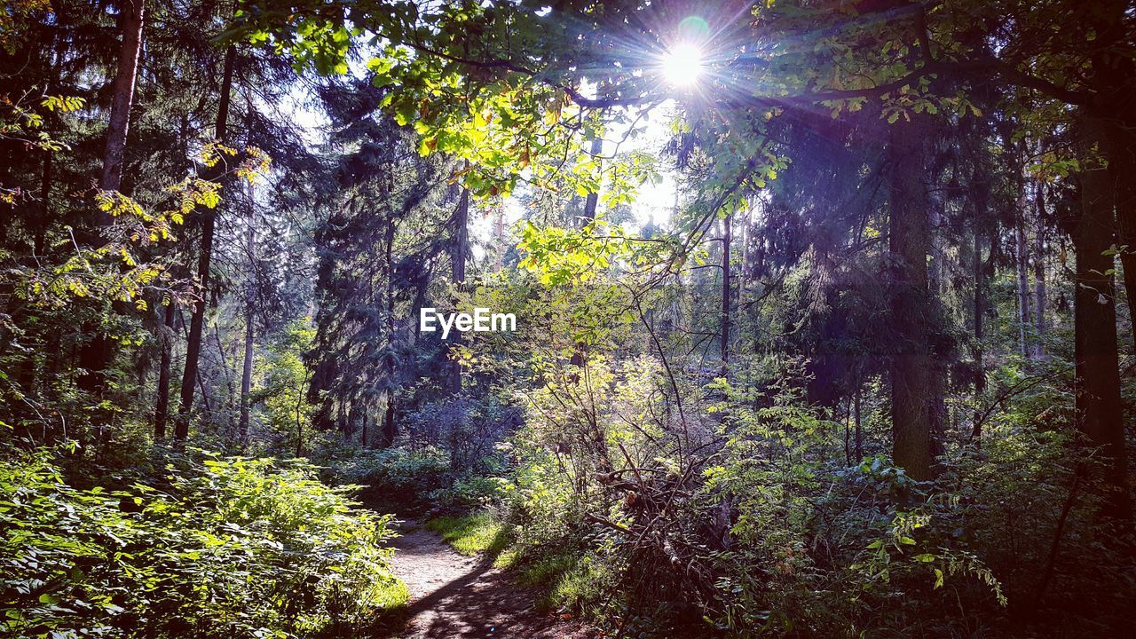 TREES GROWING IN FOREST