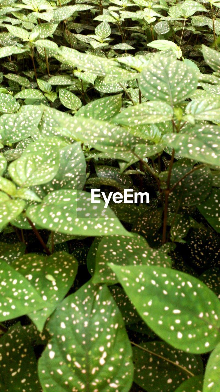 CLOSE-UP OF LEAVES IN WATER