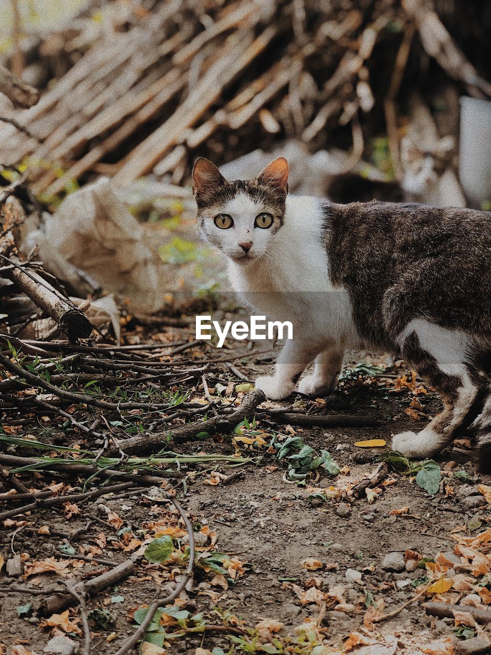 PORTRAIT OF CAT ON FIELD SEEN THROUGH LAND