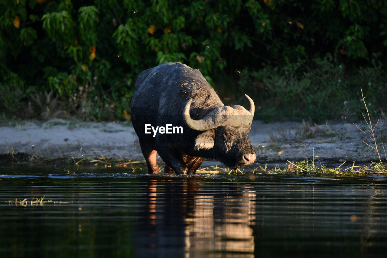 VIEW OF HORSE DRINKING WATER FROM LAKE