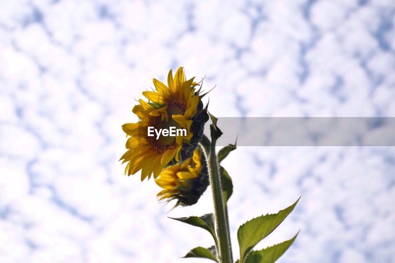 Close-up of yellow flower growing on branch against sky