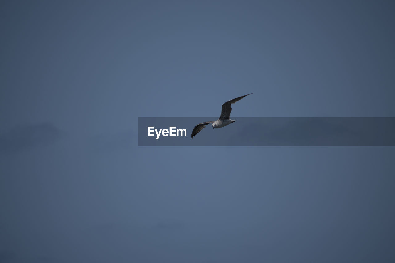 Low angle view of bird flying