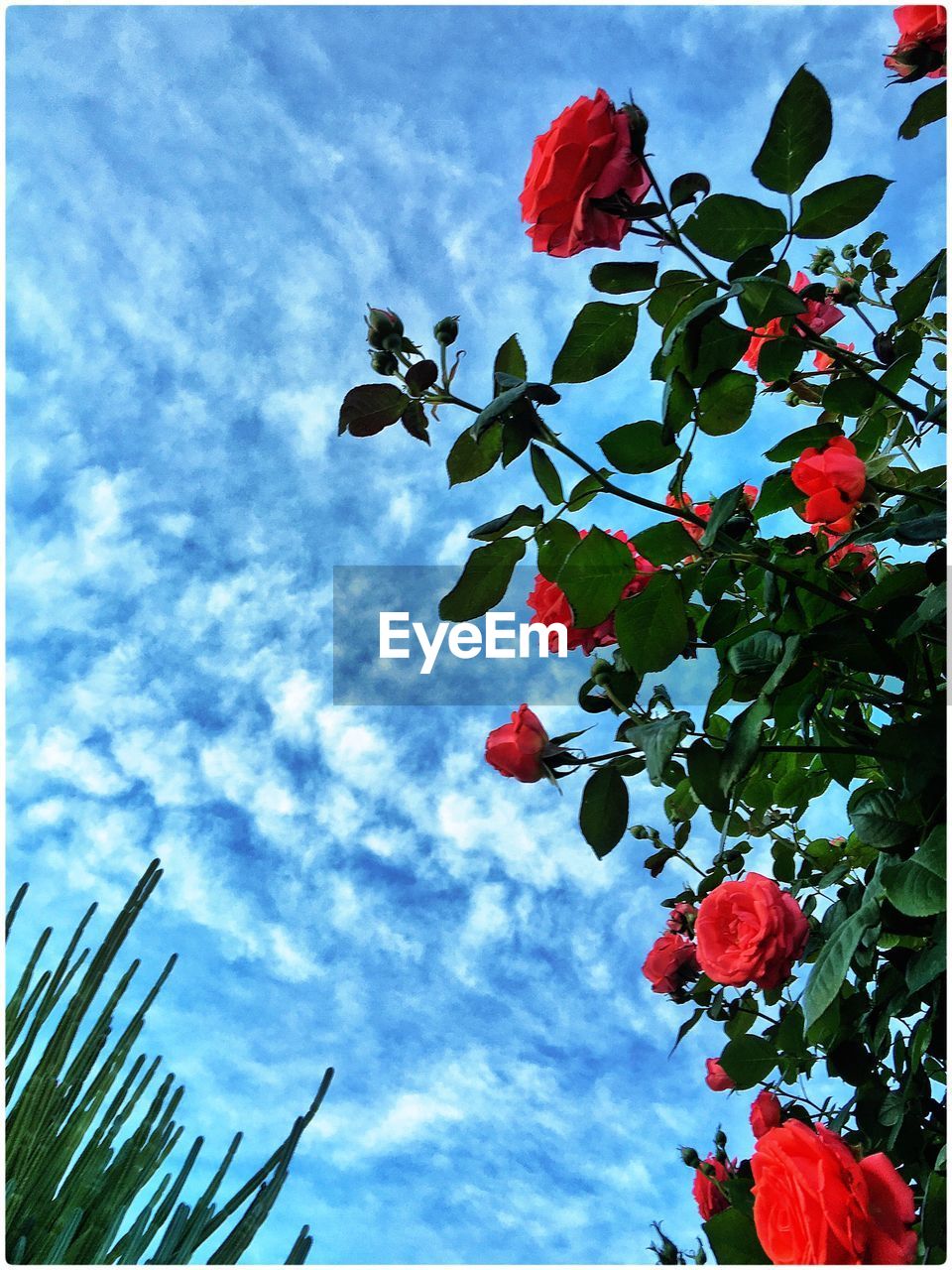 Low angle view of red flowers against sky