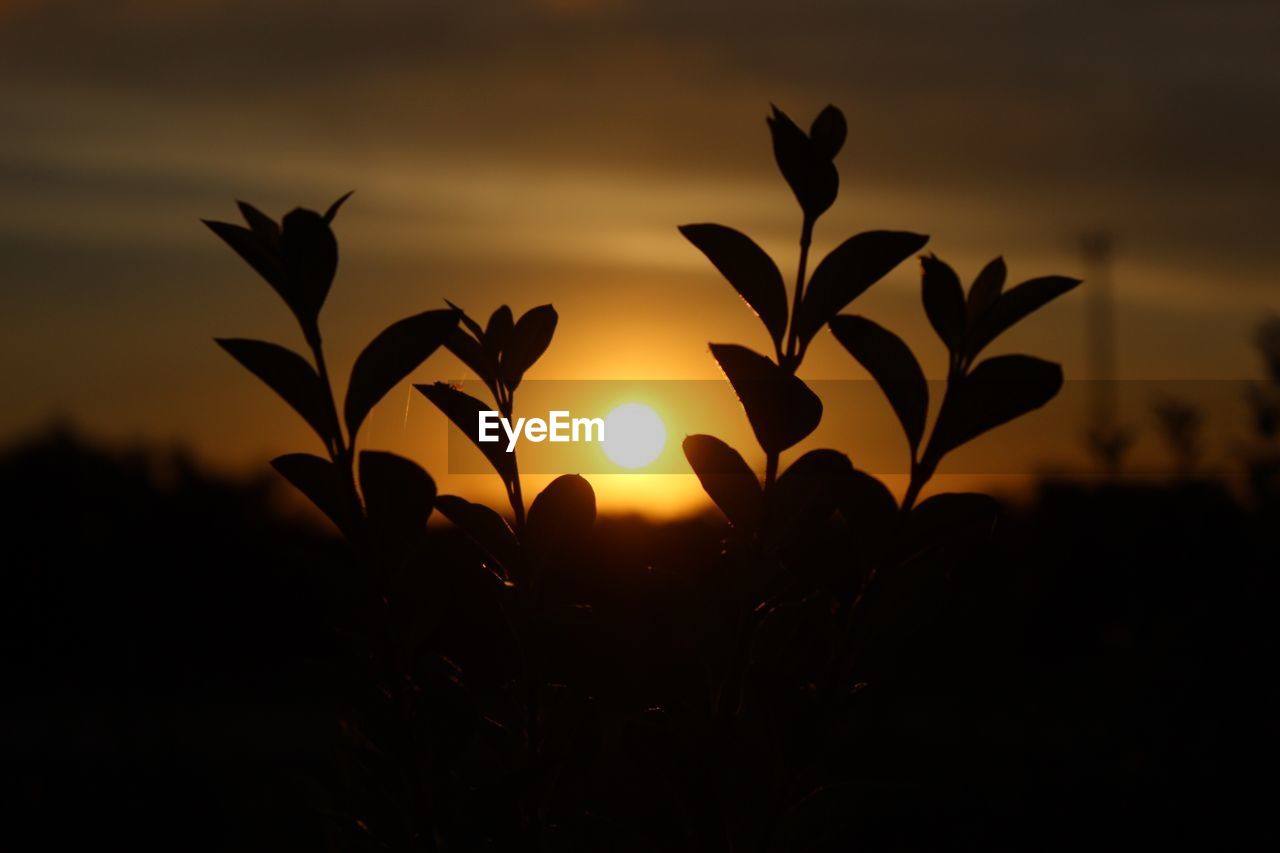 SILHOUETTE PLANT AGAINST SKY DURING SUNSET