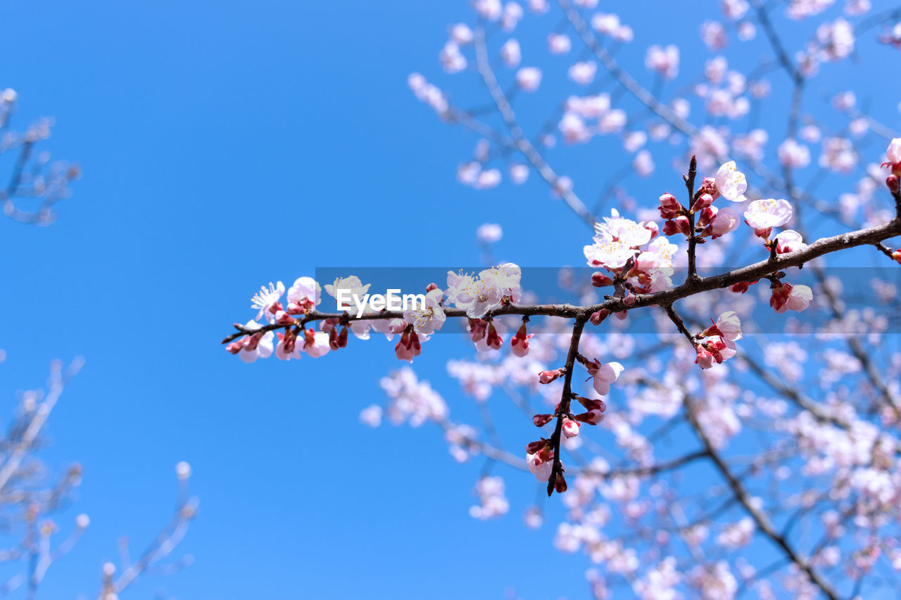 plant, blossom, springtime, tree, flower, flowering plant, branch, beauty in nature, fragility, nature, freshness, sky, growth, blue, cherry blossom, pink, spring, low angle view, no people, outdoors, day, cherry tree, clear sky, twig, fruit tree, sunlight, focus on foreground, tranquility, close-up, food and drink, botany, sunny, produce, inflorescence, culture, fruit, petal