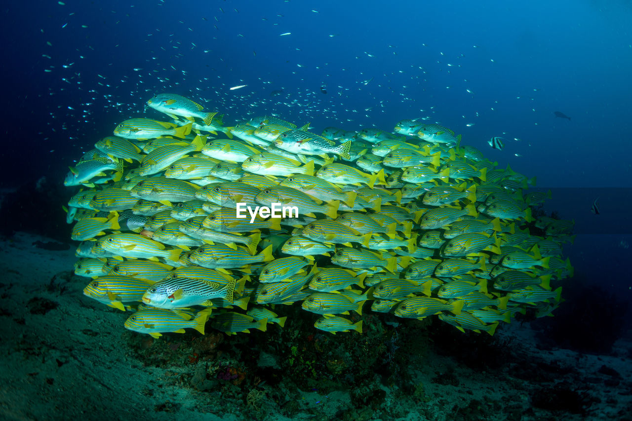 View of fish swimming in sea