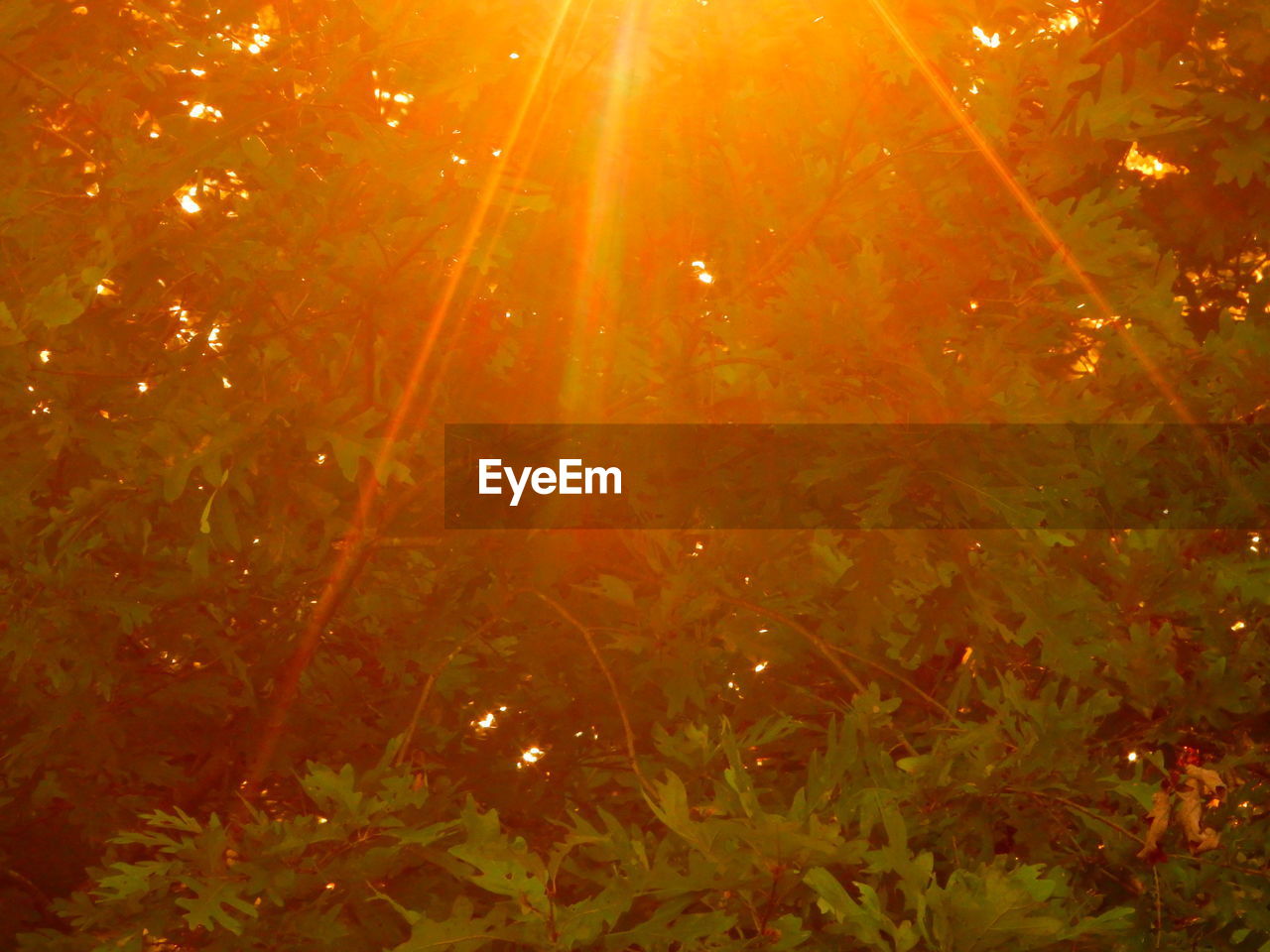 LOW ANGLE VIEW OF TREE AGAINST SKY