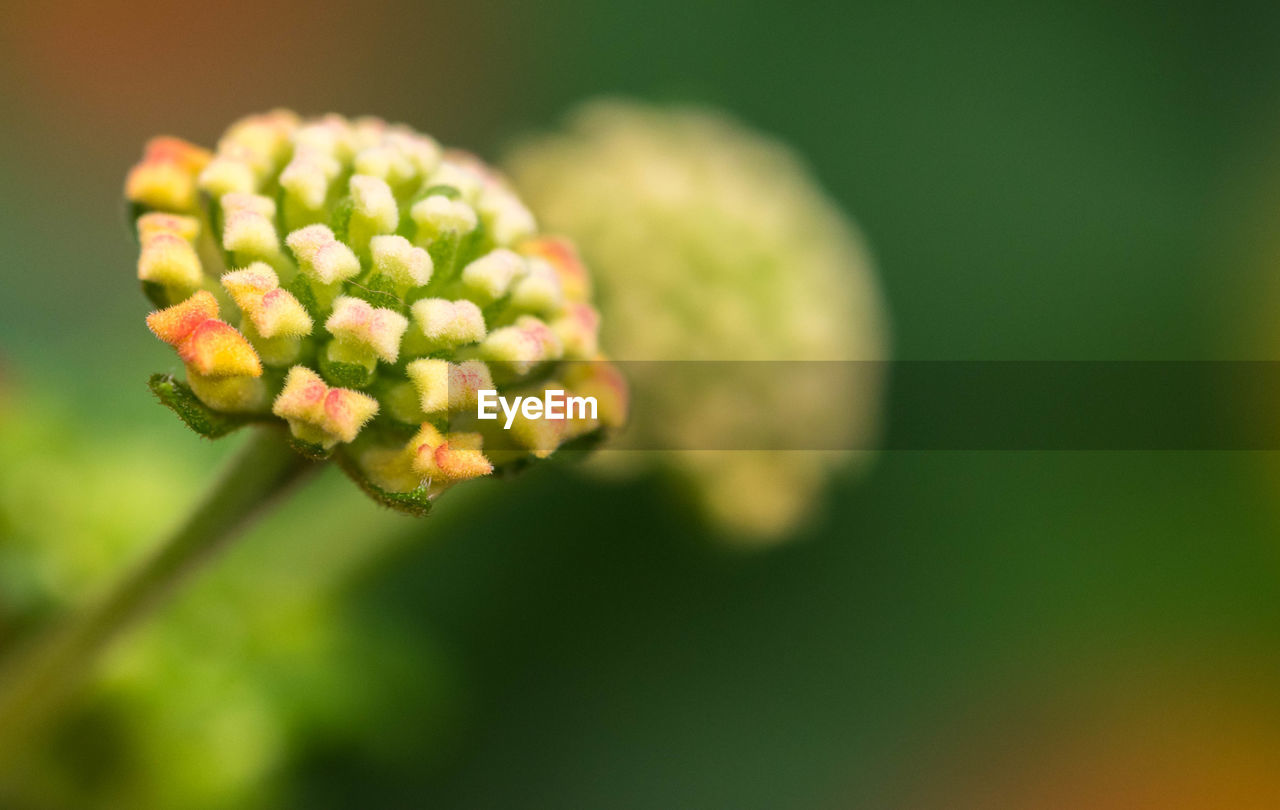 Close-up of flowers blooming outdoors