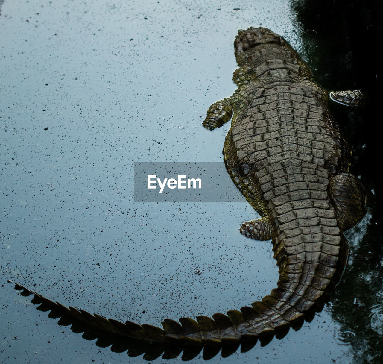 High angle view of crocodile in lake