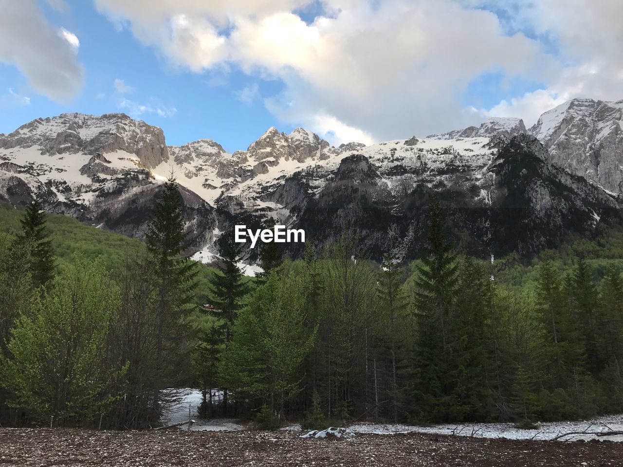 Pine trees on snowcapped mountains against sky