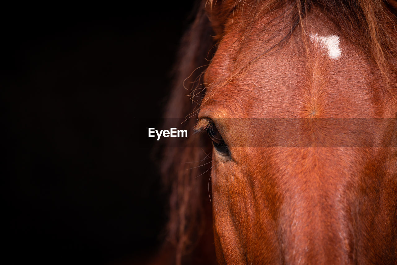 Brown lusitano horse, cute and happy animals, black background, details.