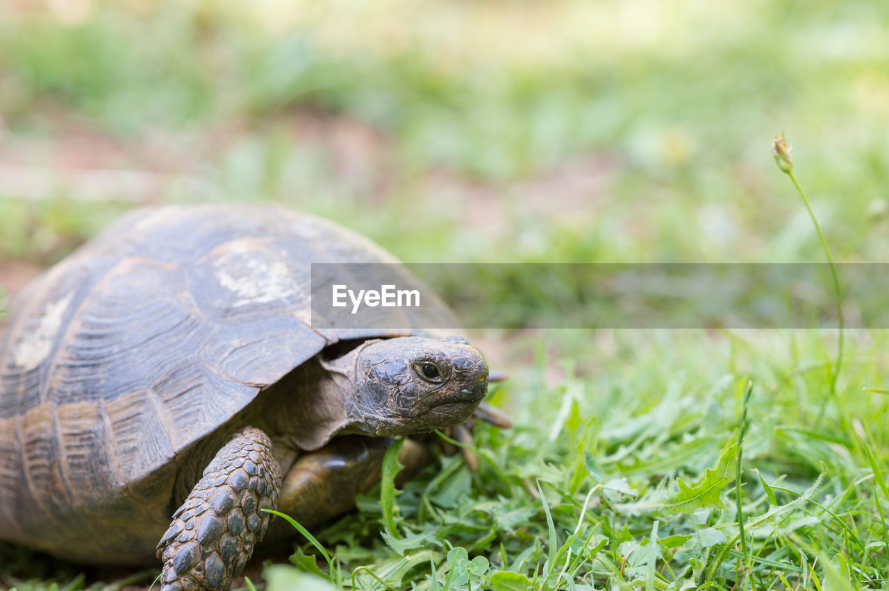 Turtle on field