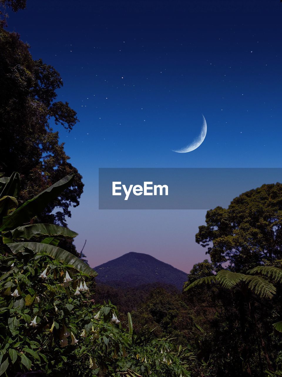 Scenic view of tree against sky at night