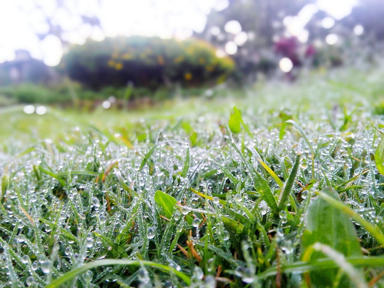 MACRO SHOT OF WATER DROPS ON GRASS