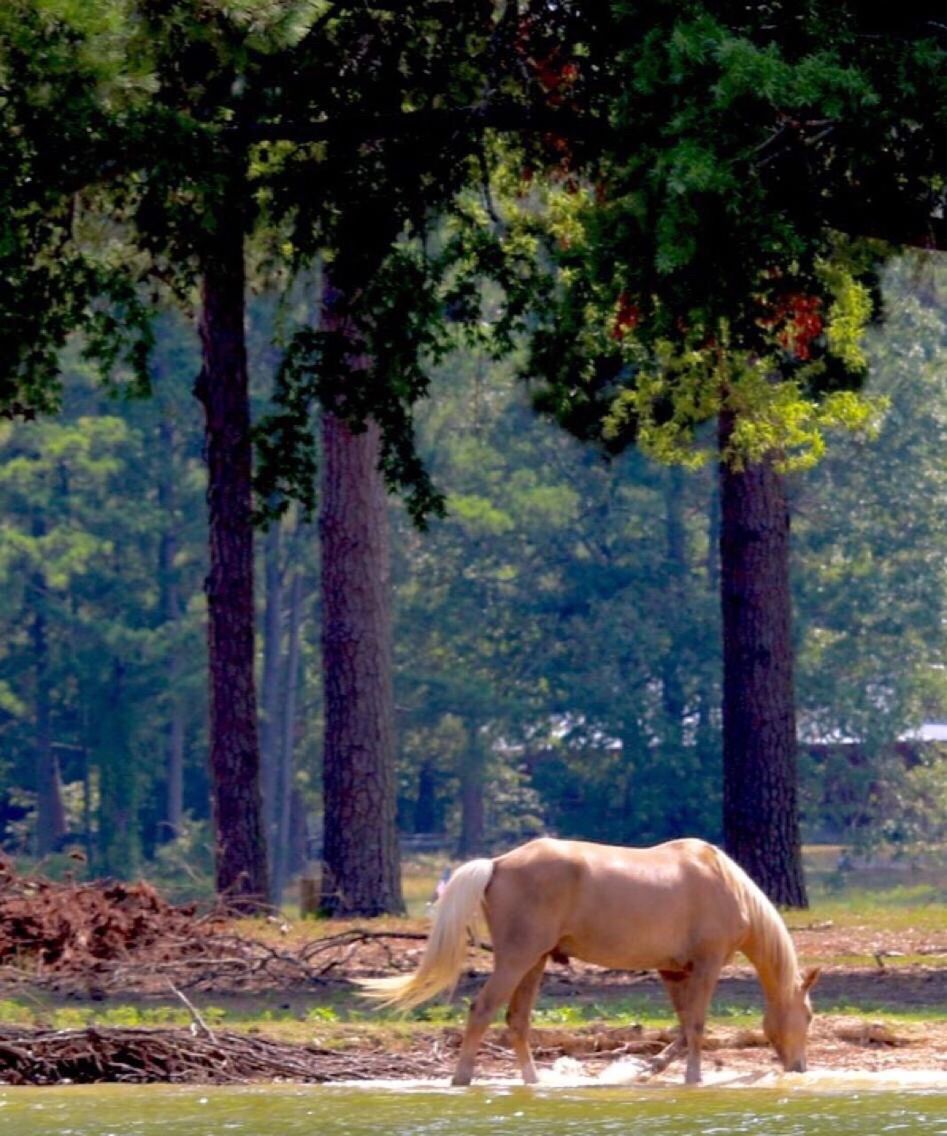 HORSE STANDING IN FOREST