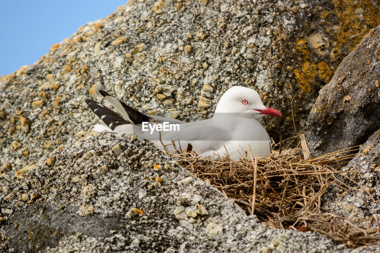 Close-up of seagull in nest