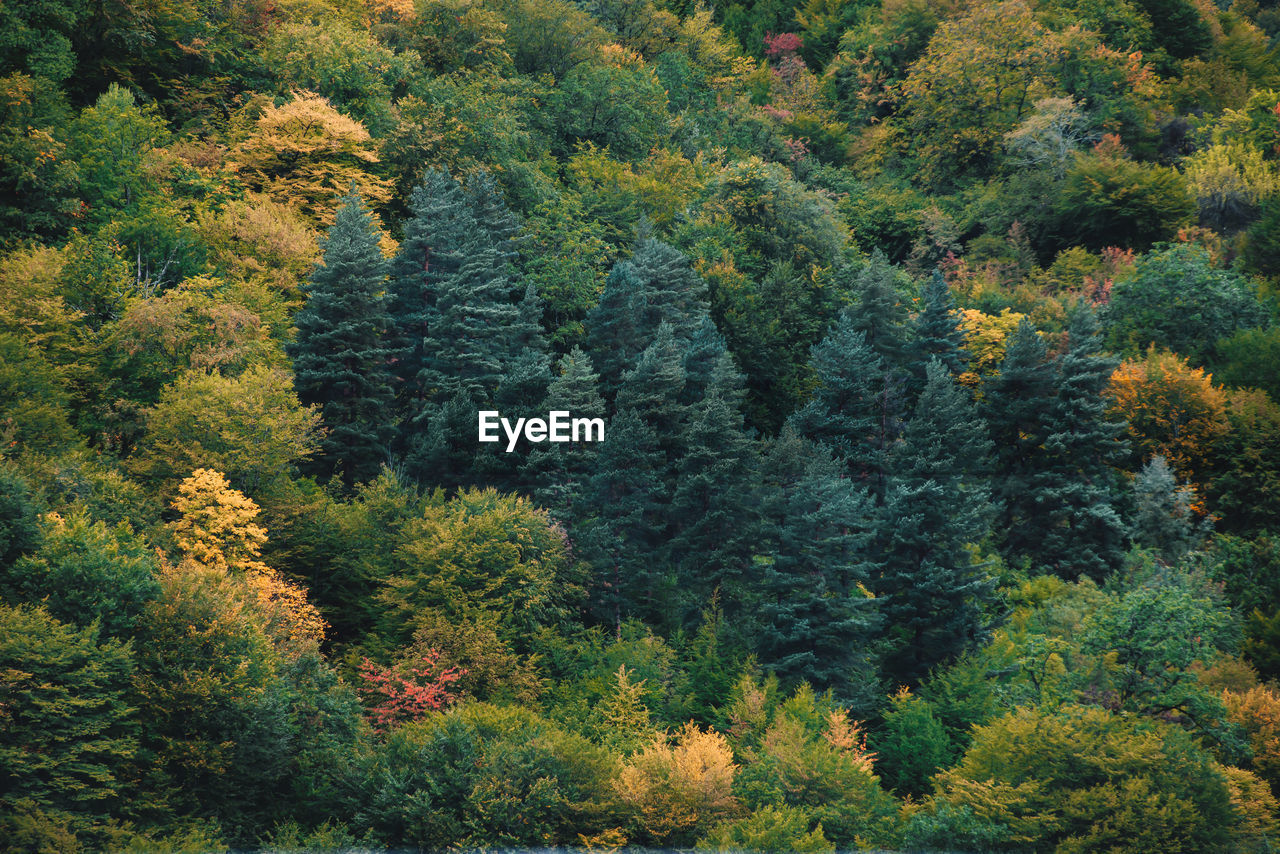 HIGH ANGLE VIEW OF PINE TREES DURING AUTUMN