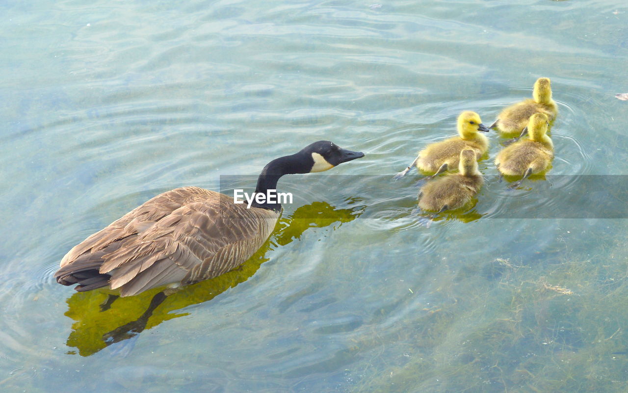 HIGH ANGLE VIEW OF BIRDS SWIMMING IN LAKE