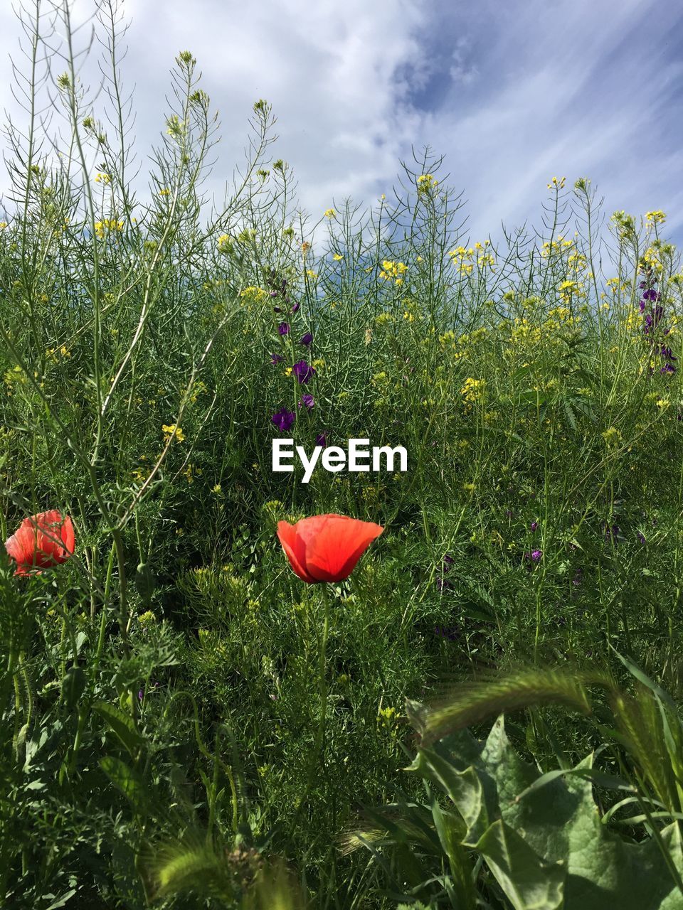 RED FLOWER GROWING ON FIELD