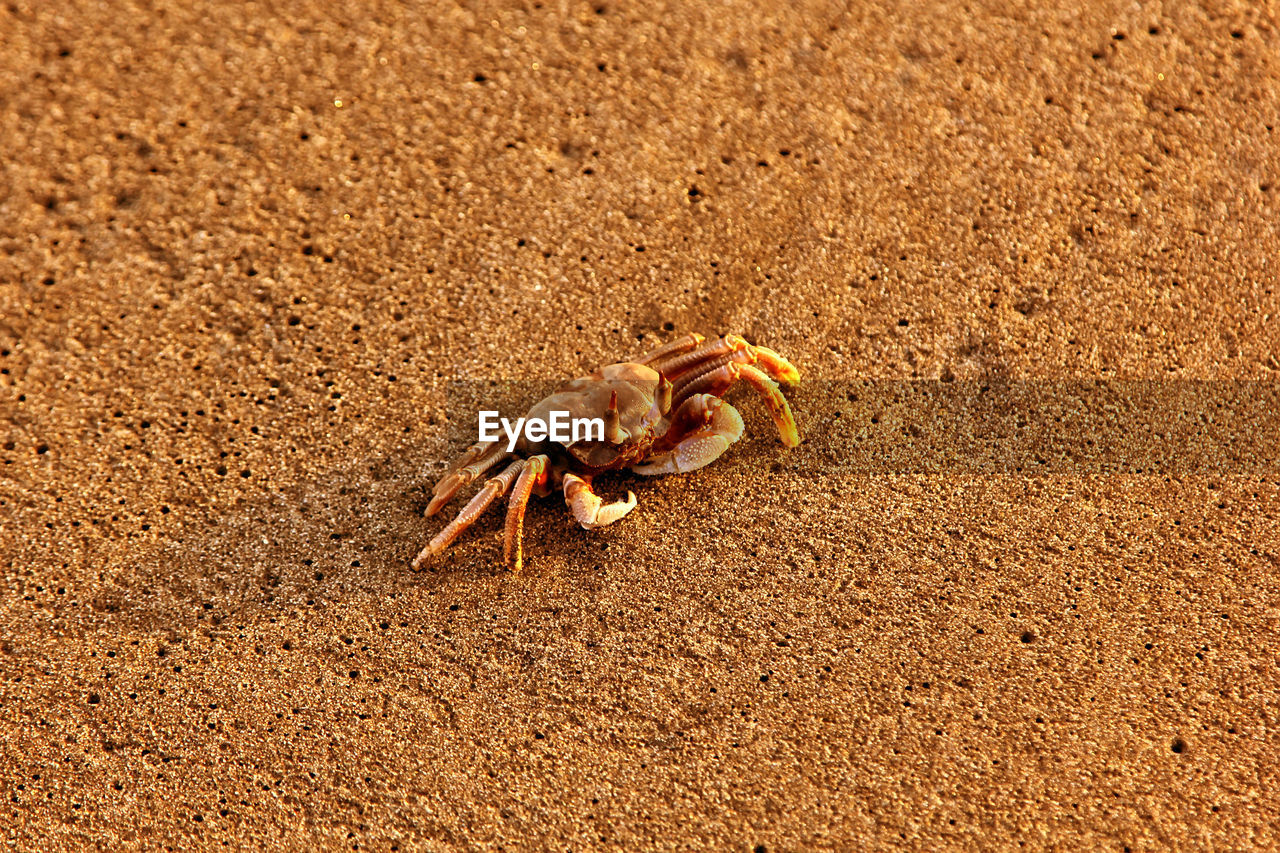 Close-up of crab on beach