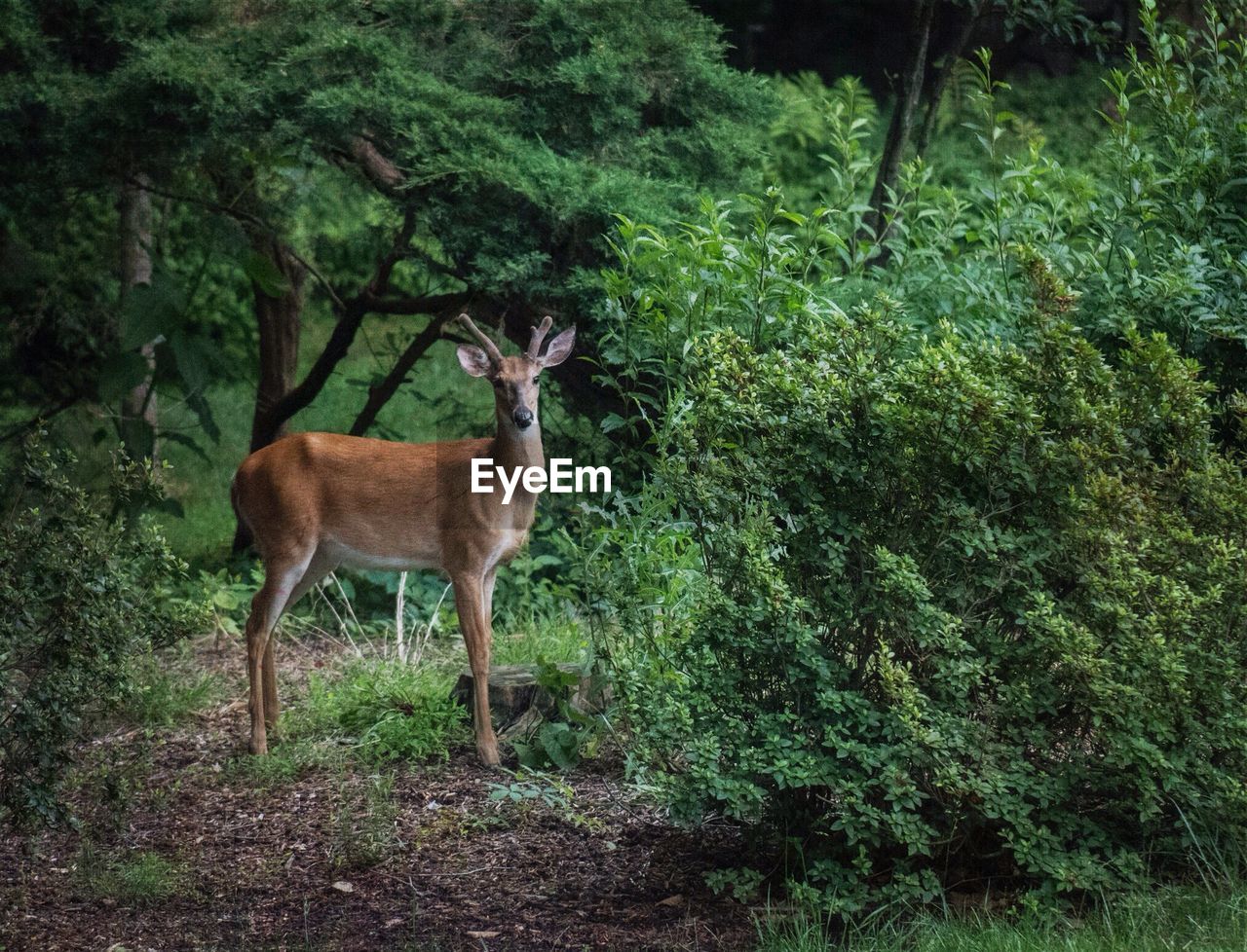 VIEW OF DEER IN FOREST