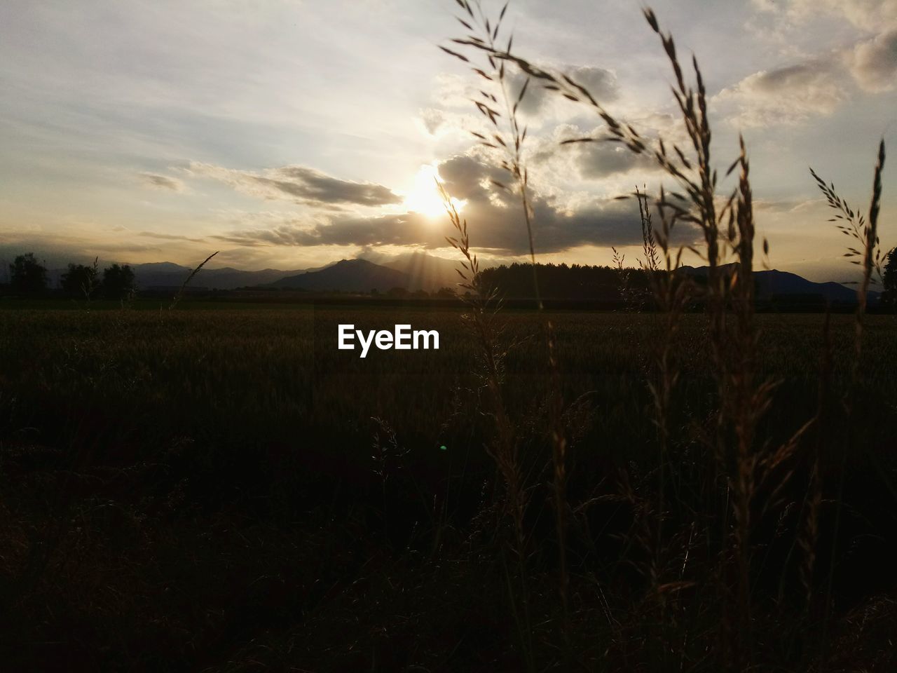 SCENIC VIEW OF SUNSET OVER FIELD