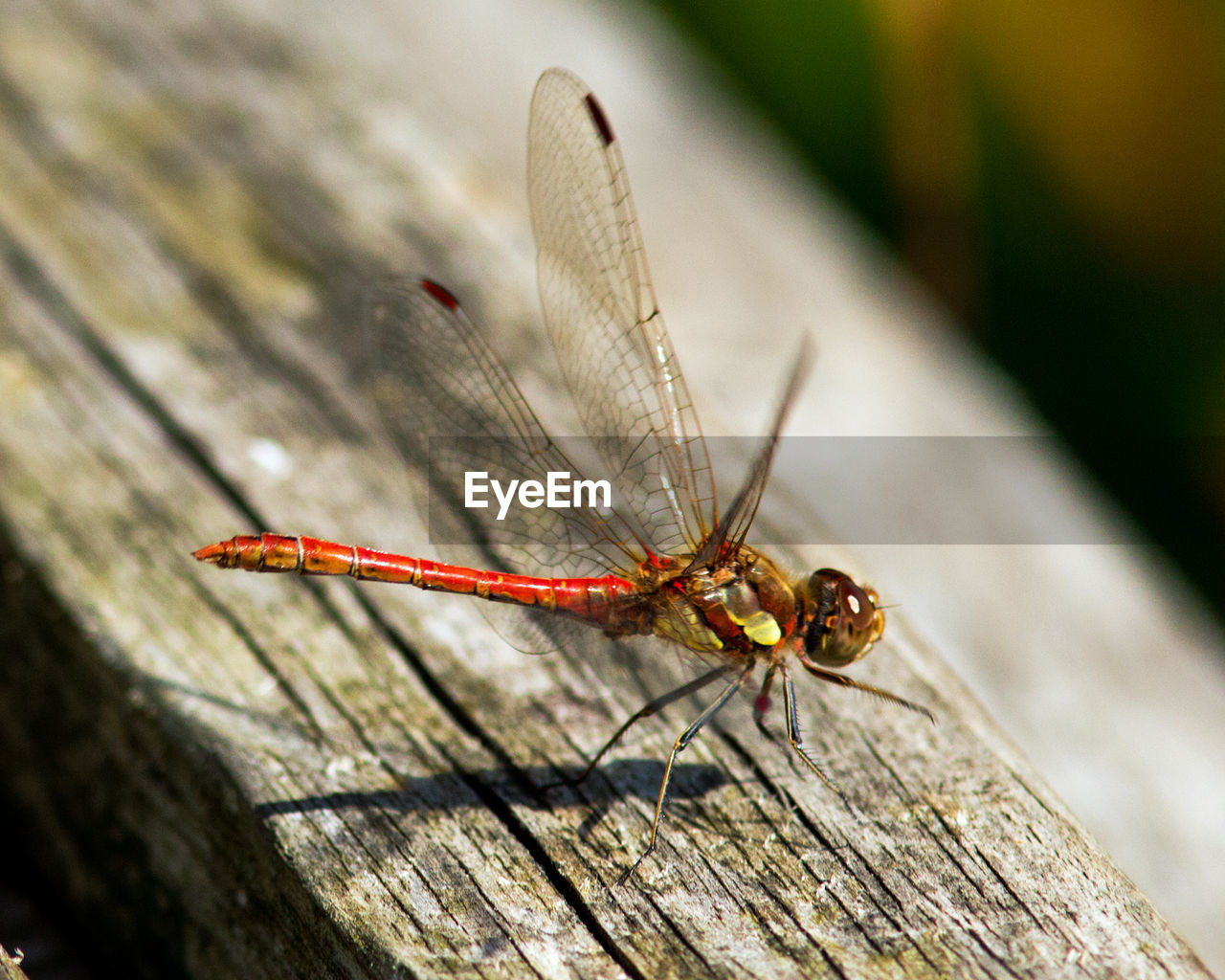 DRAGONFLY ON WOODEN PLANK