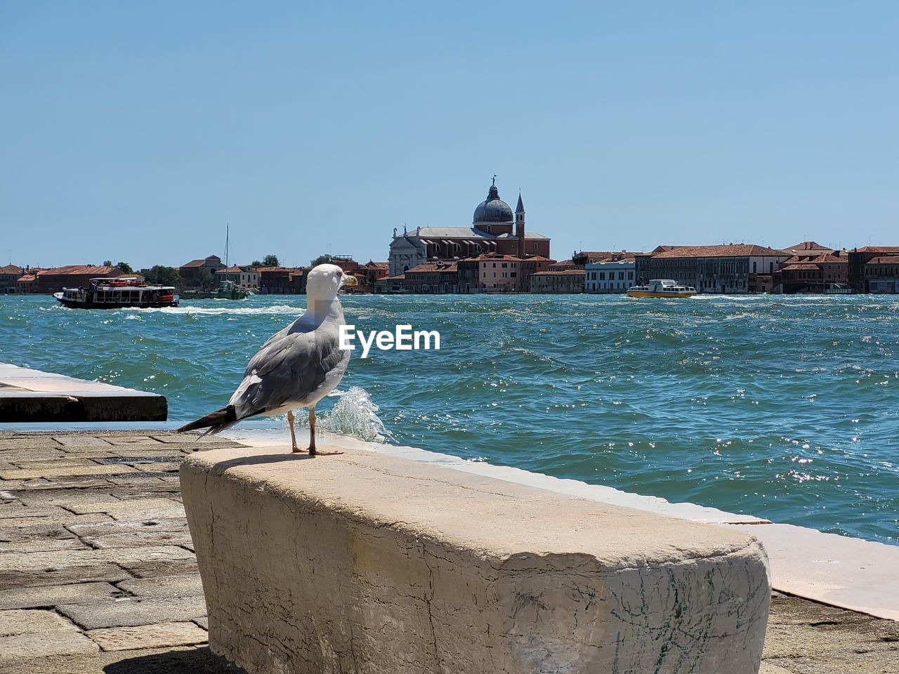 sea, water, vacation, shore, bird, coast, animal themes, animal, ocean, architecture, animal wildlife, beach, wildlife, travel destinations, sky, nature, built structure, clear sky, building exterior, seagull, travel, sunny, body of water, perching, one animal, land, tourism, no people, city, nautical vessel, day, tower, bay, blue, seabird, sunlight, pier, transportation, building, outdoors, sand, full length