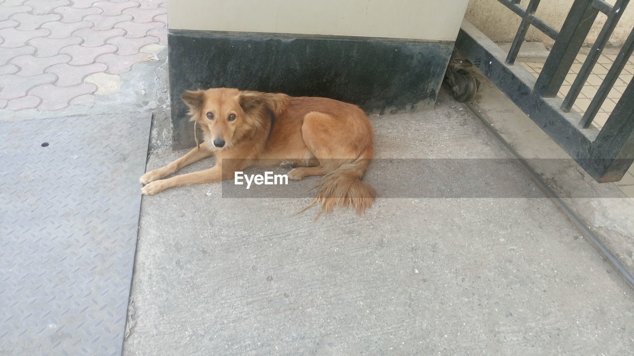Portrait of brown stray dog lying against wall