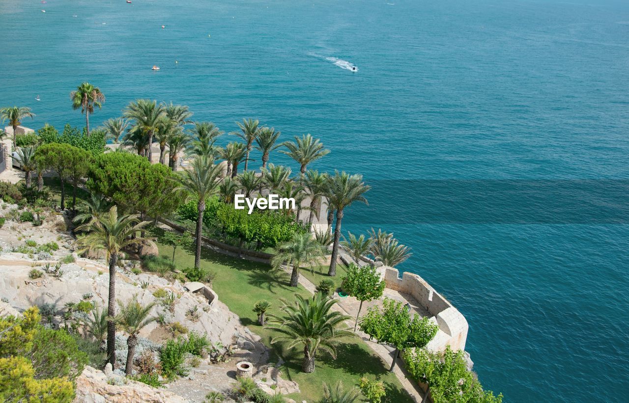 High angle view of palm tree by sea