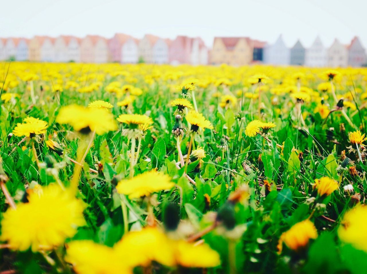 Close-up of yellow flowers growing in field