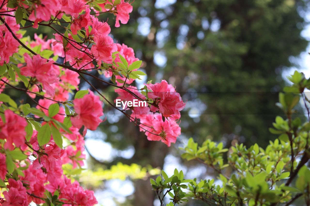 Close-up of pink bougainvillea blooming on tree