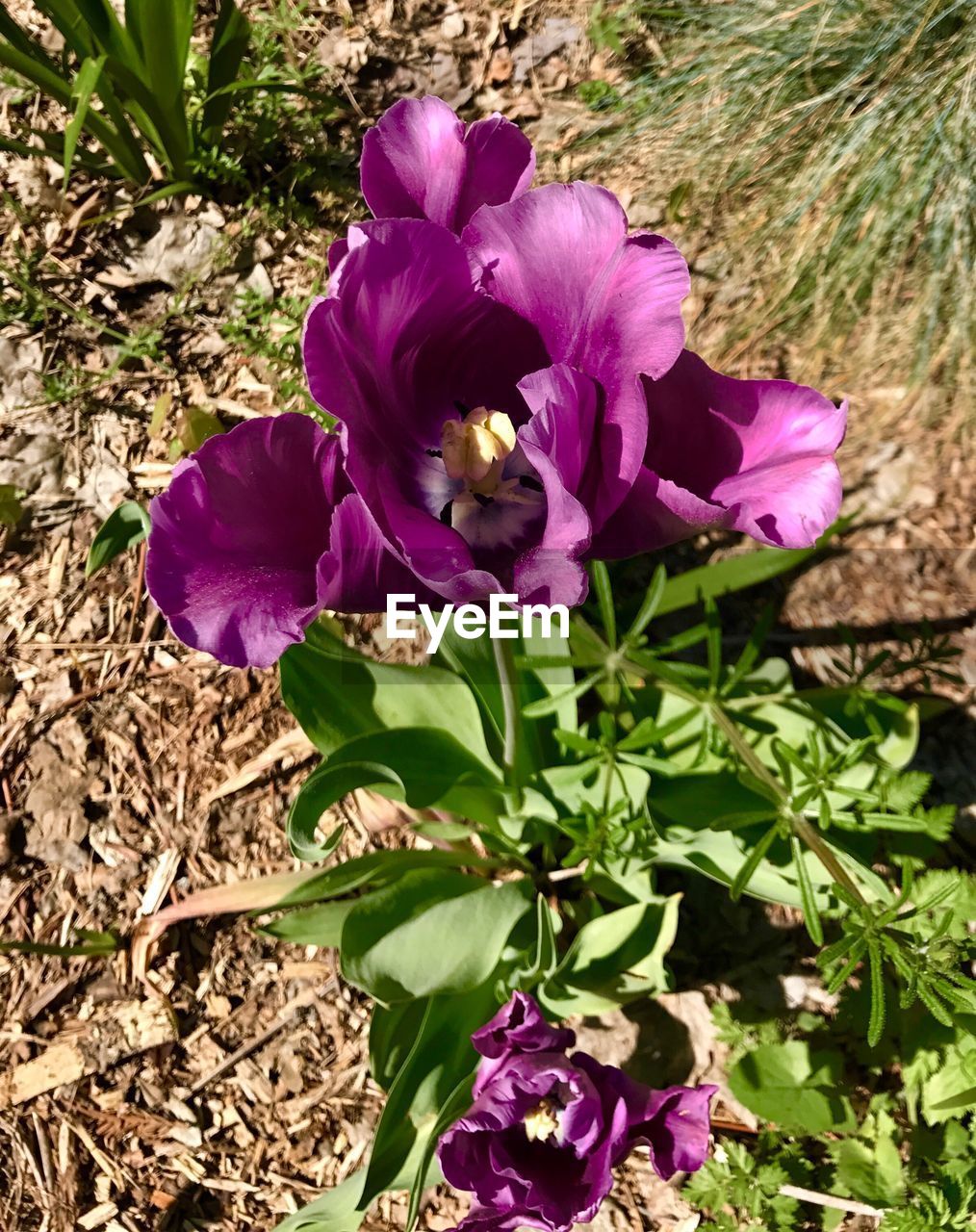 CLOSE-UP OF CROCUS BLOOMING ON FIELD