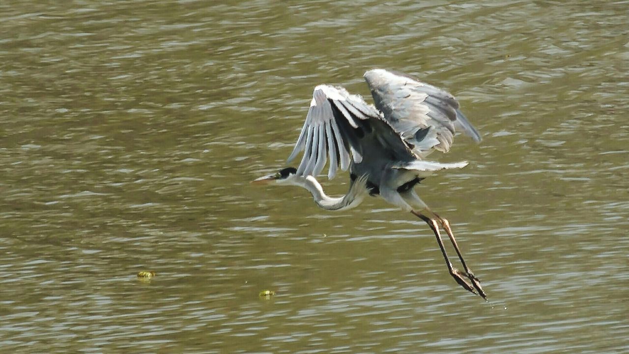 PELICAN FLYING OVER LAKE