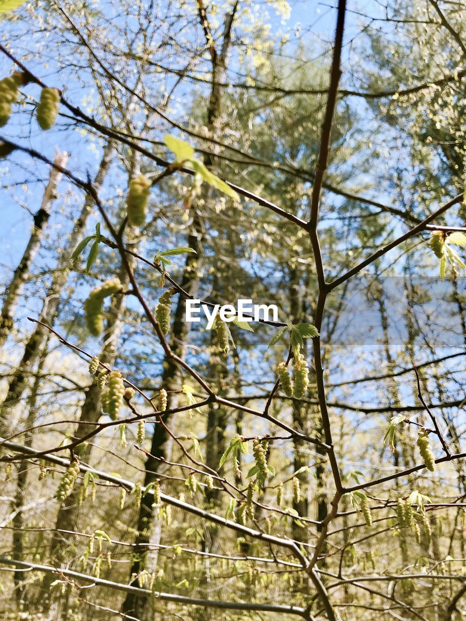 LOW ANGLE VIEW OF TREES IN THE FOREST