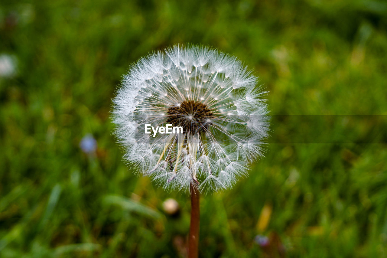 flower, plant, flowering plant, nature, freshness, beauty in nature, meadow, fragility, dandelion, close-up, grass, macro photography, flower head, growth, inflorescence, wildflower, white, no people, focus on foreground, prairie, field, green, day, outdoors, environment, daisy, springtime, land, plant stem, softness, botany