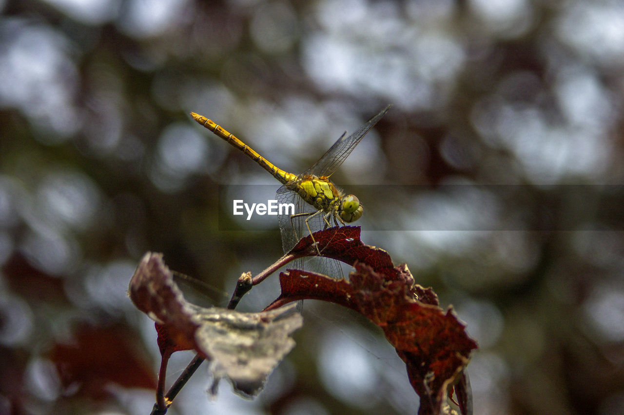 Close-up of dragonfly on leaf