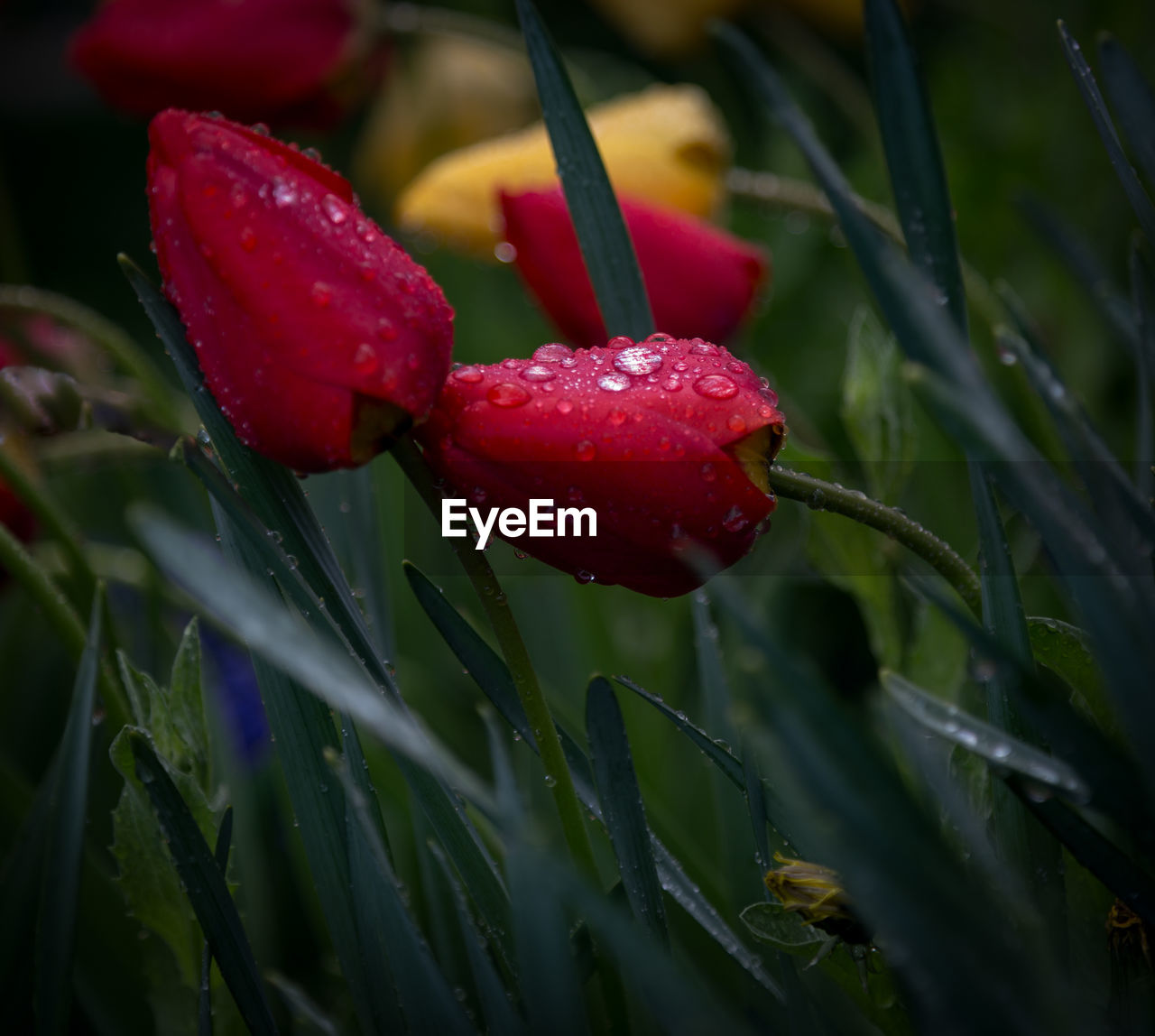 CLOSE-UP OF RAINDROPS ON RED FLOWER