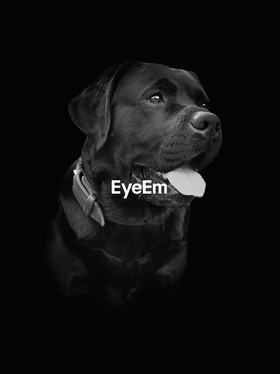 CLOSE-UP OF DOG OVER BLACK BACKGROUND