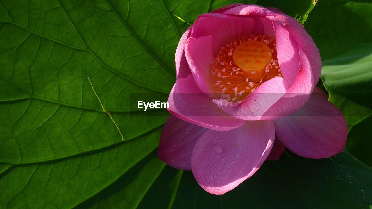 Close-up of pink lotus water lily