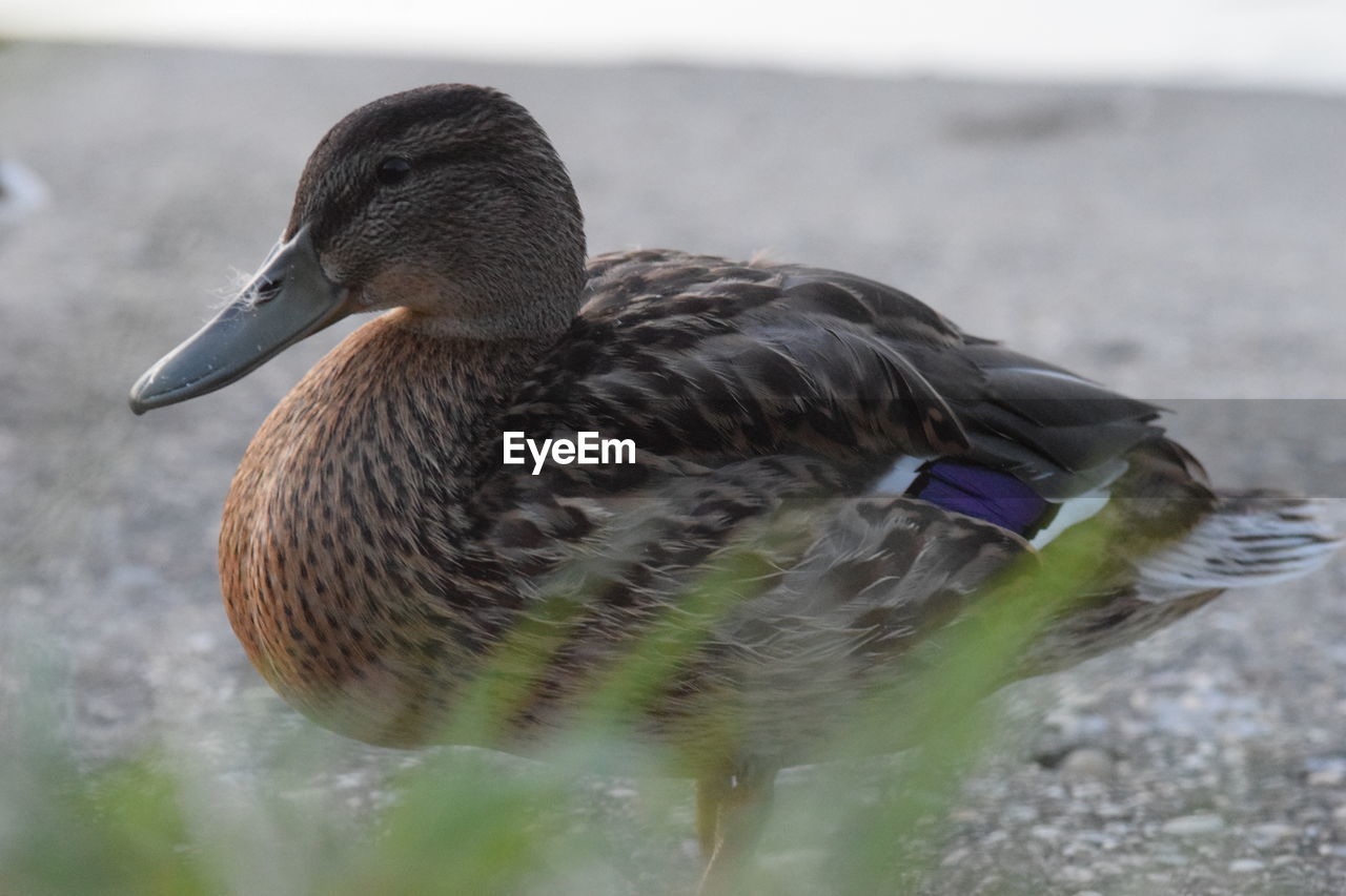 CLOSE-UP OF MALLARD DUCK IN THE WATER