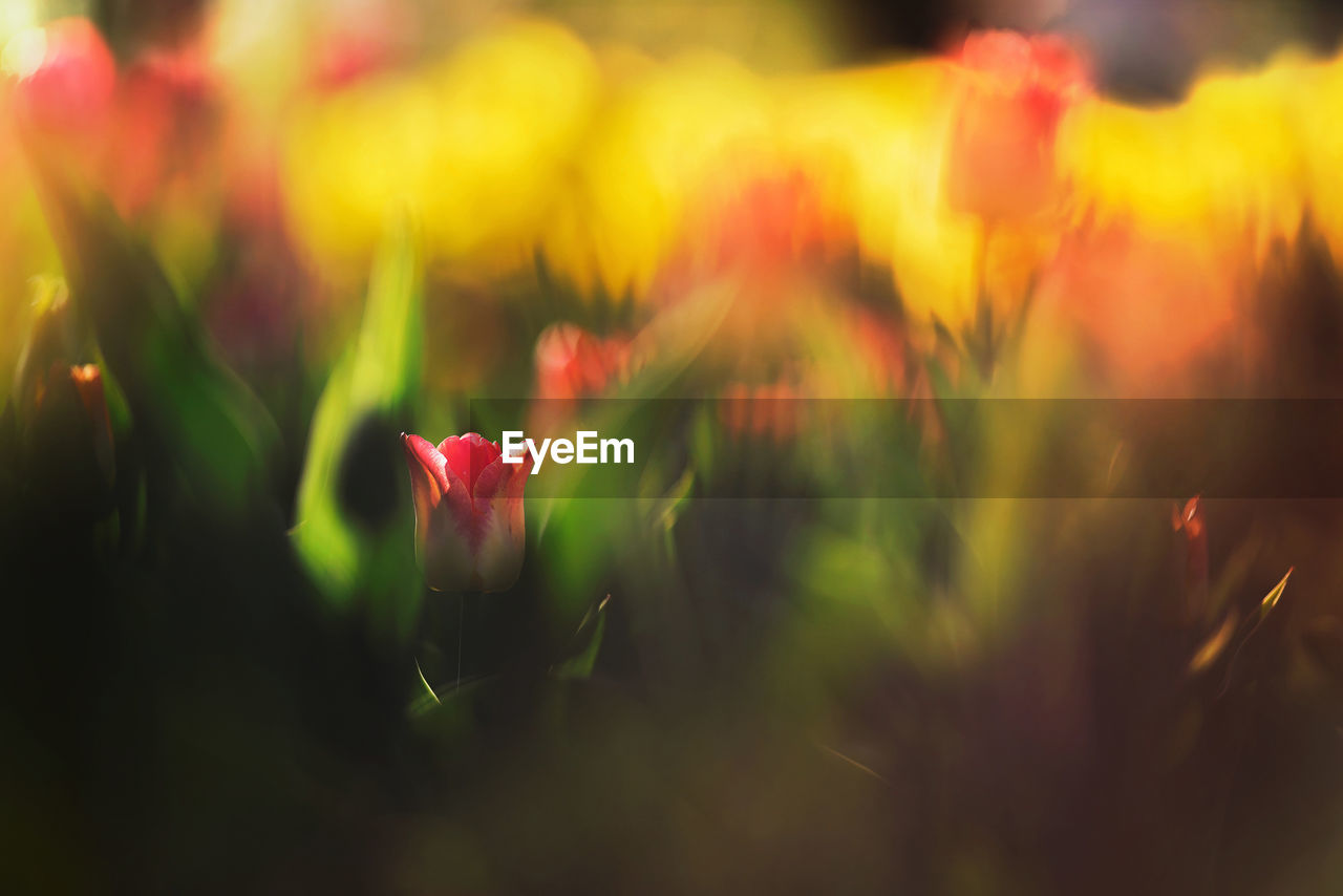 CLOSE-UP OF RED FLOWERING PLANT IN FIELD