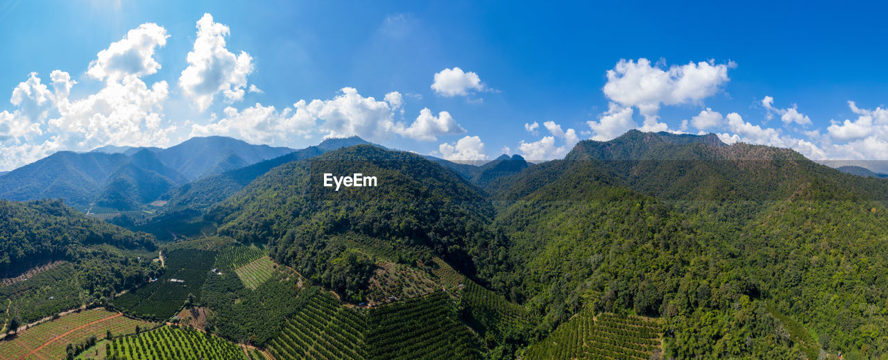 Landscape aerial view mountain range and agricultural tangerine farmland in valley at chiangmai