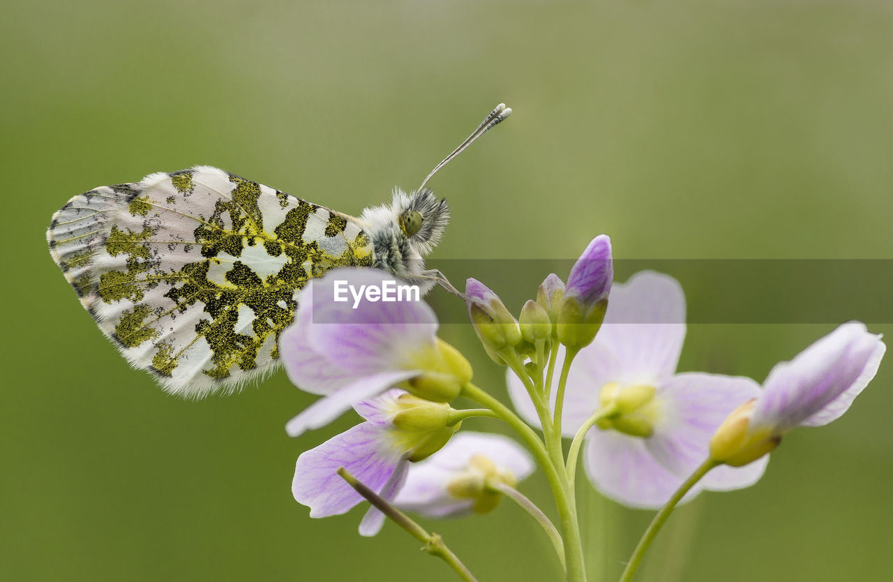 CLOSE-UP OF BUTTERFLY POLLINATING FLOWER