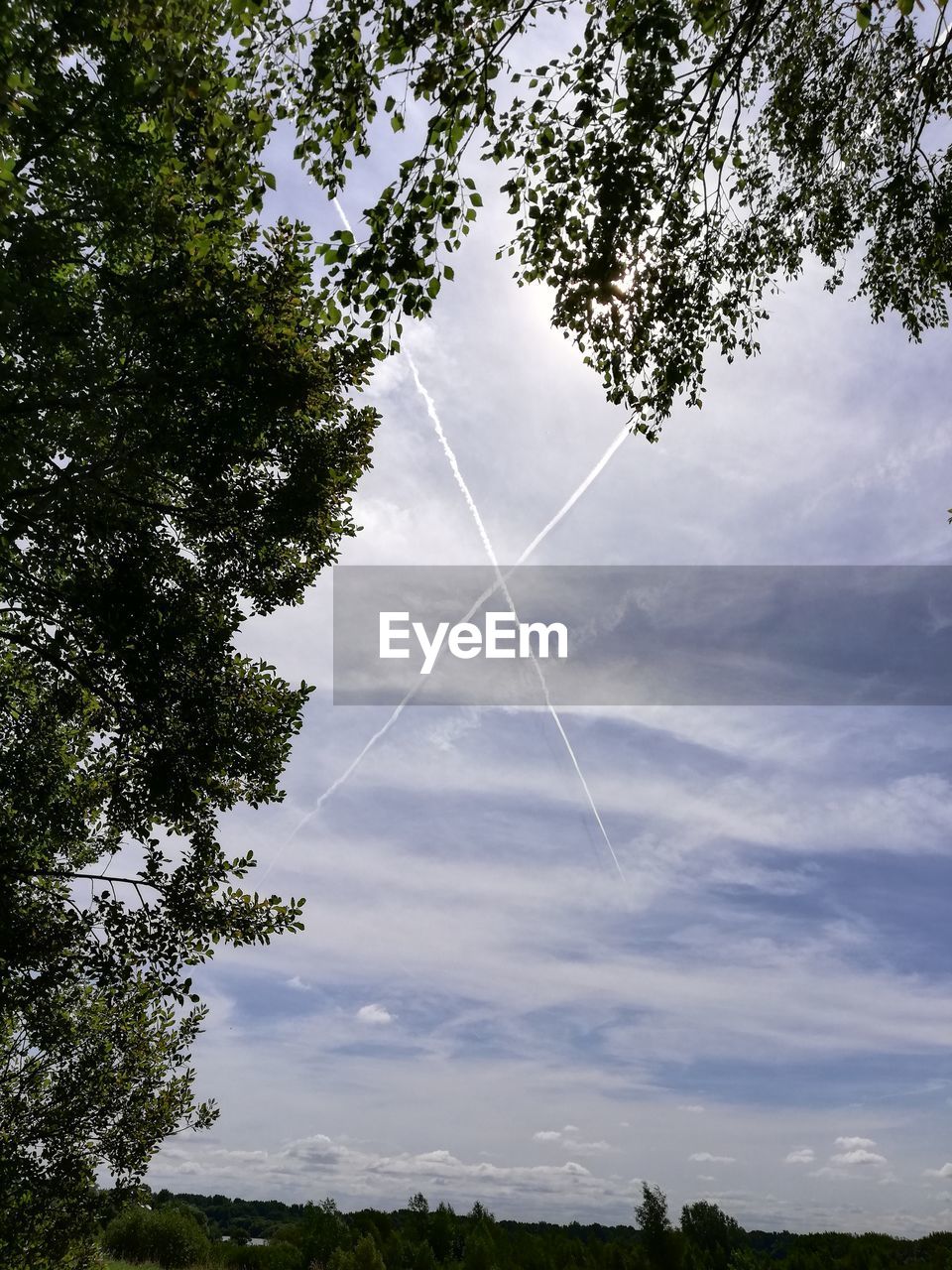 LOW ANGLE VIEW OF TREE AGAINST VAPOR TRAIL IN SKY