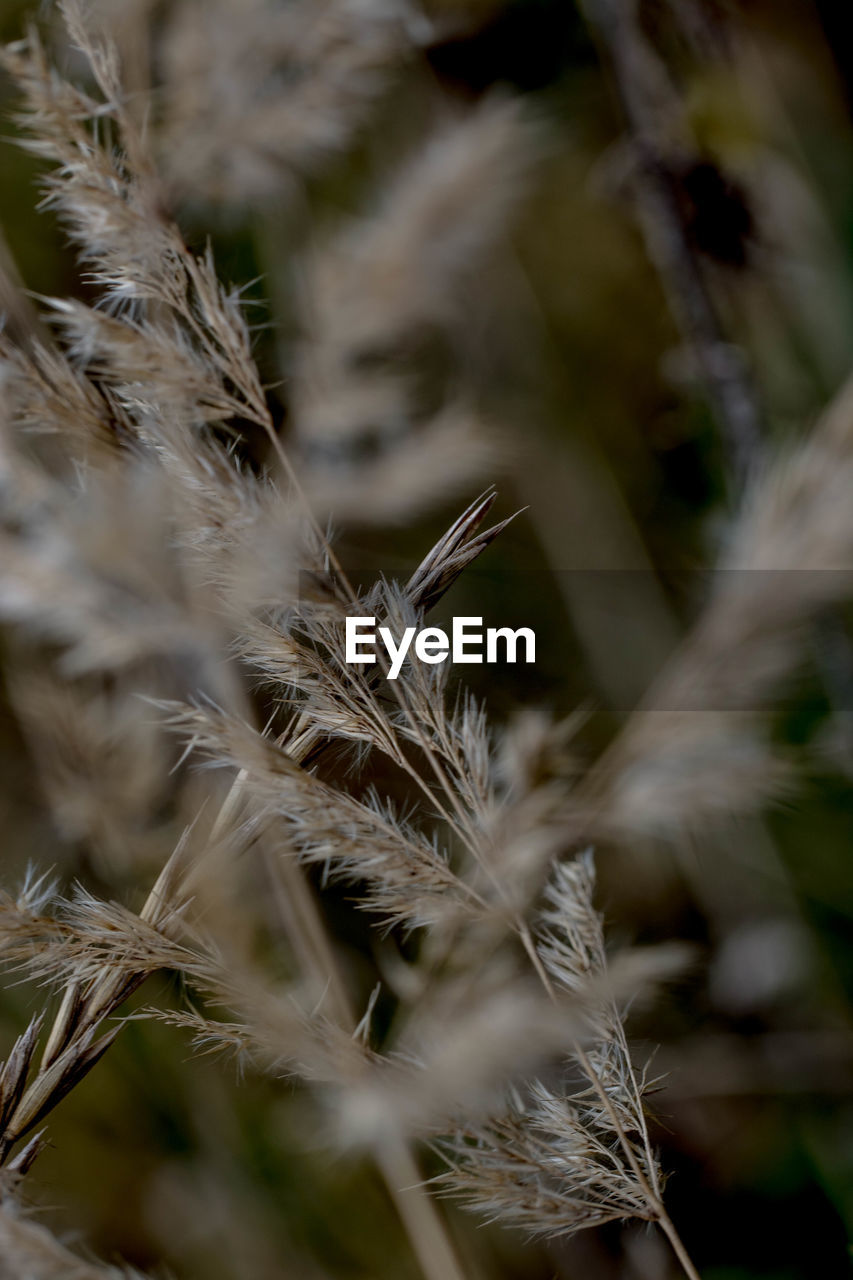 CLOSE-UP OF DRY PLANTS ON FIELD