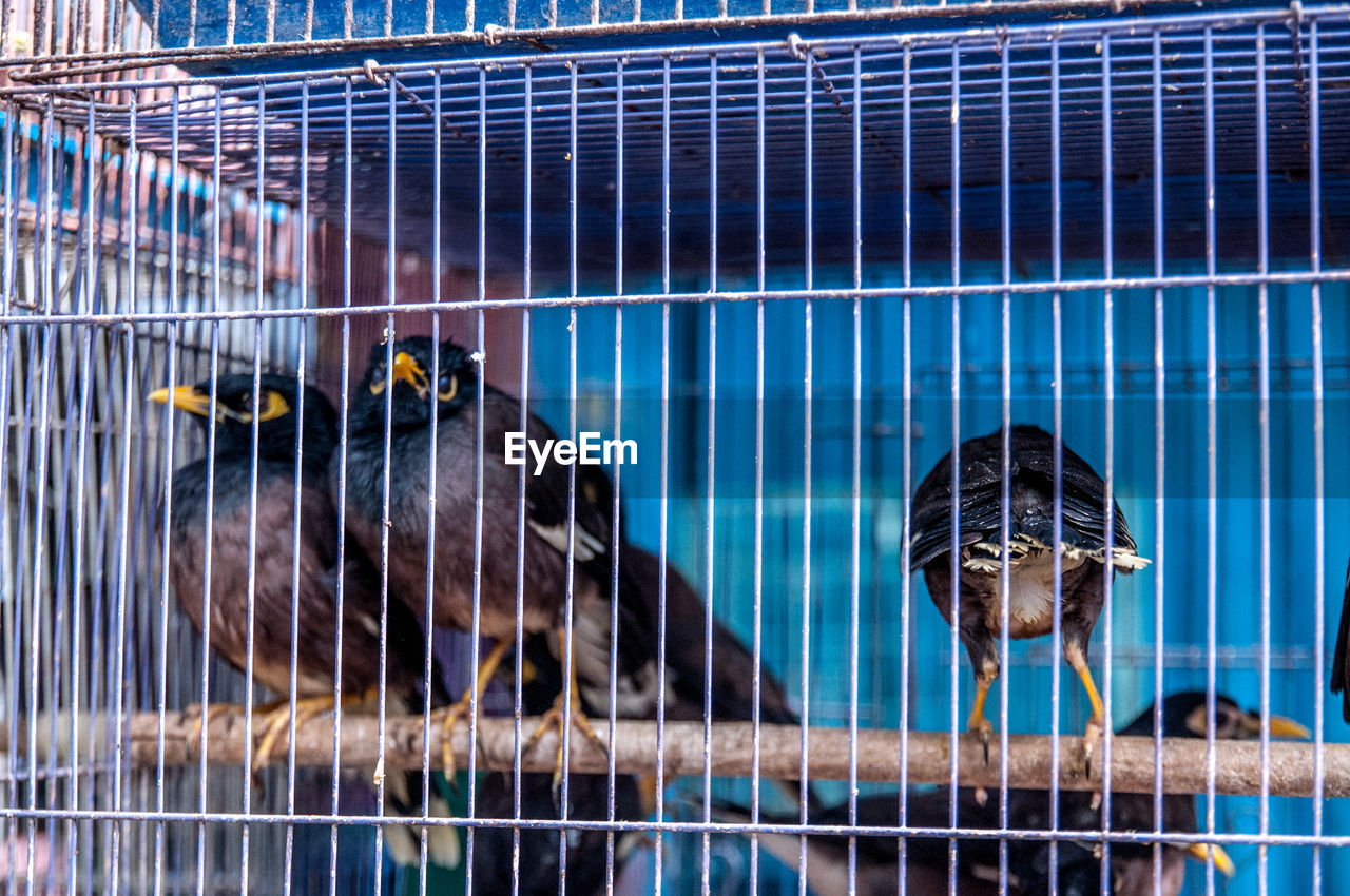 BIRDS PERCHING IN CAGE