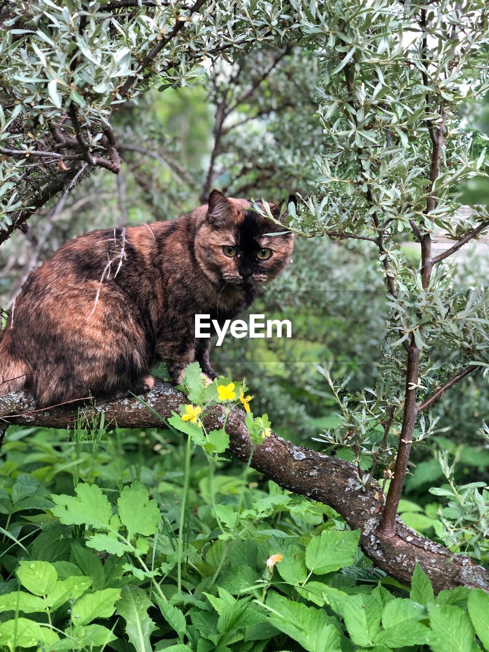 VIEW OF A REPTILE ON TREE