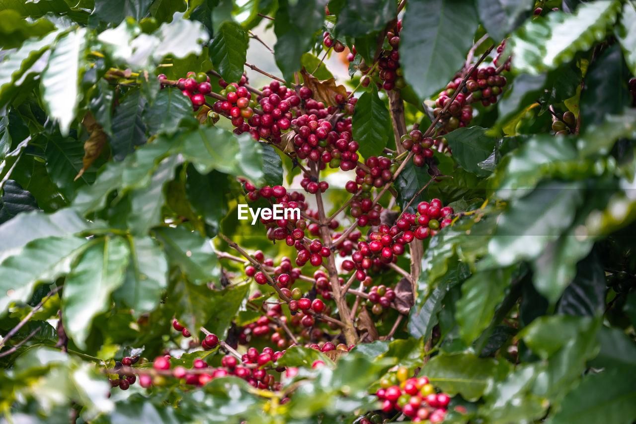 CLOSE-UP OF RED BERRIES ON TREE